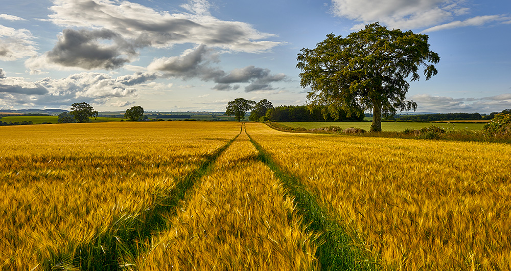 farming scotland